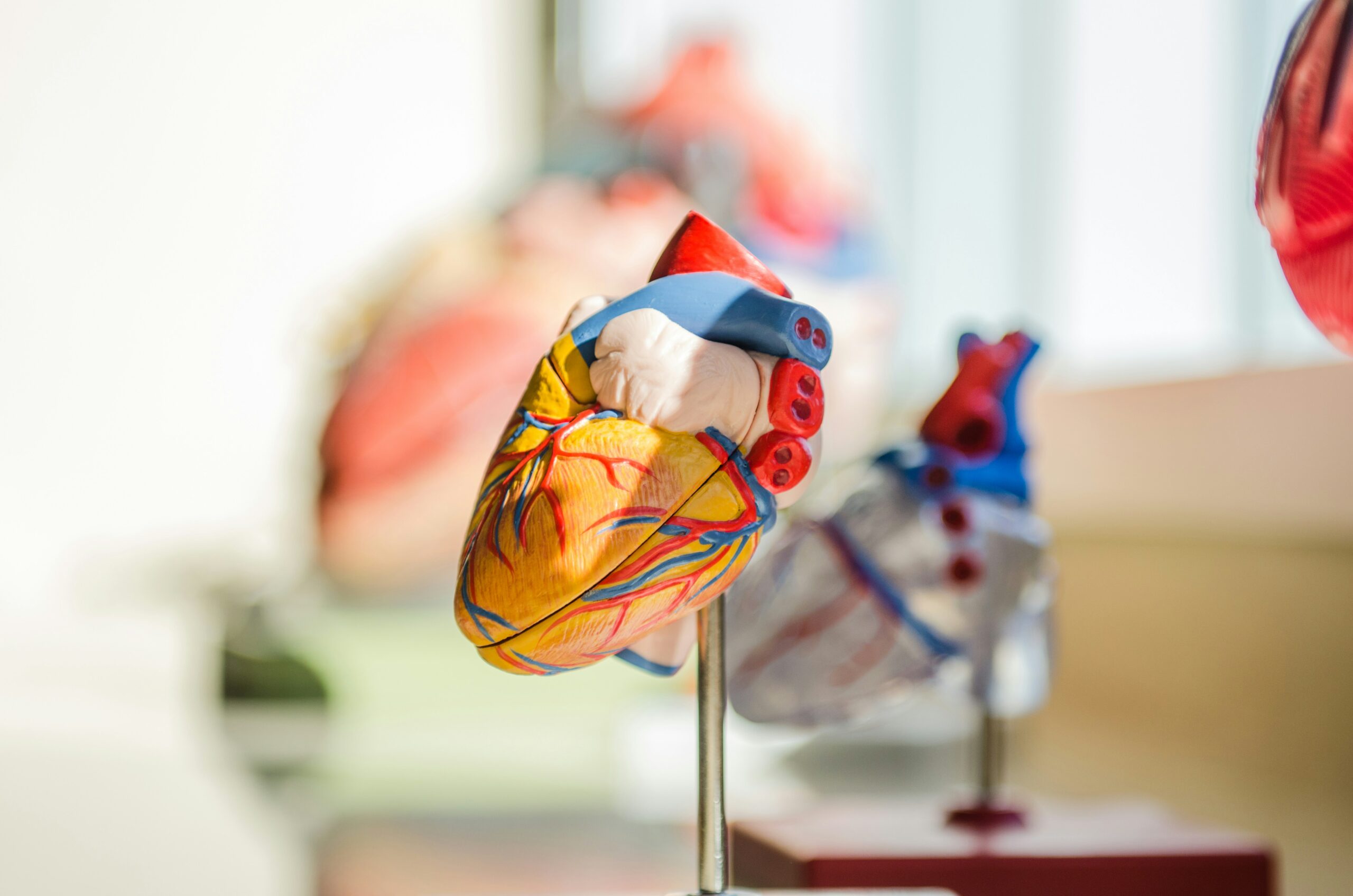 Anatomical model of a human heart used in an anatomy class, showing detailed internal structures like major blood vessels, arteries, and veins.